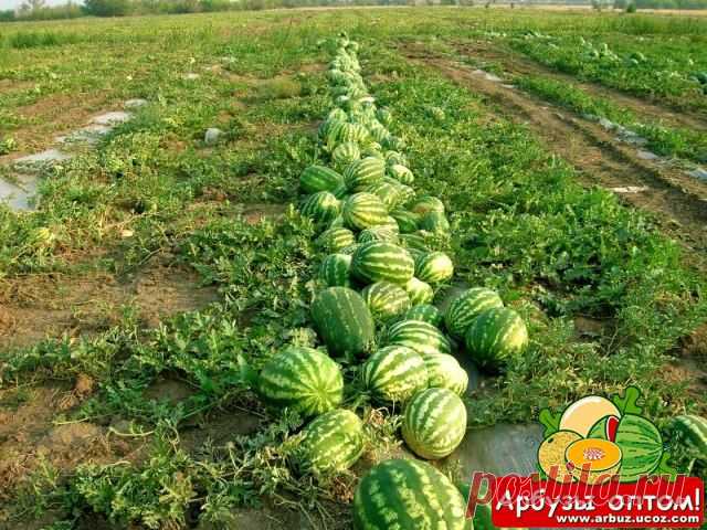 Бахча Соль-Илецк Ю-Урал.