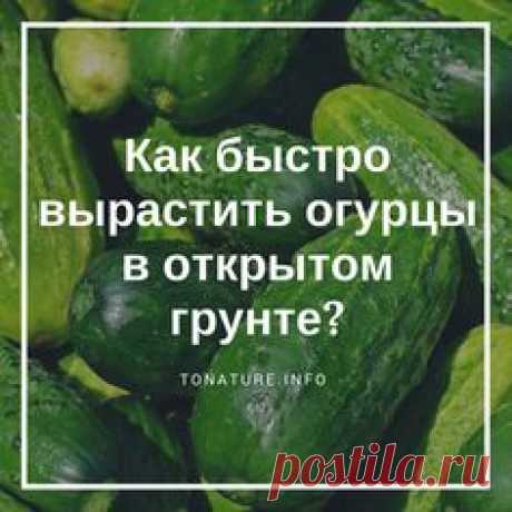 КАК БЫСТРО ВЫРАСТИТЬ ОГУРЦЫ В ОТКРЫТОМ ГРУНТЕ?  #toNatureInfo #Огород #Огурцы #ВыращиваниеОгурцов #УсловияДляОгурцов #ОгурцыВОткрытомГрунте #ПосадкаОгурцов #Рассада #Дача #ОгородныеКультуры