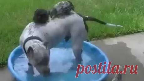 Курица мама погибла от лап коршуна За цыплятами стал присматривать питбуль Потрясающая истор