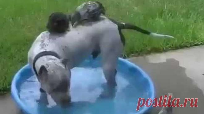 Курица мама погибла от лап коршуна За цыплятами стал присматривать питбуль Потрясающая истор