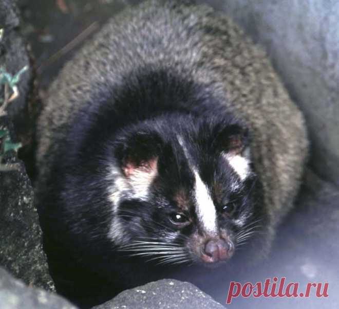 Masked Palm Civet