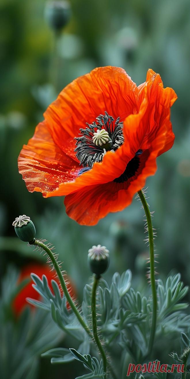 Пин на доске яМАКИ