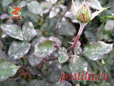 Лучшее средство от мучнистой росы!

Против мучнистой росы на смородине, крыжовнике и огурцах и против вишневого слизистого пилильщика полезны опрыскивания растений таким раствором: 300 г просеянной золы прокипятить 30 минут, отстоявшийся раствор процедить и разбавить водой до 10 л.

Для улучшения прилипания добавить 40 г любого мыла. Обработку можно проводить 2 раза в месяц и желательно вечером в тихую погоду.