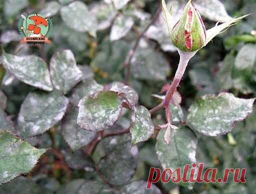 Лучшее средство от мучнистой росы!

Против мучнистой росы на смородине, крыжовнике и огурцах и против вишневого слизистого пилильщика полезны опрыскивания растений таким раствором: 300 г просеянной золы прокипятить 30 минут, отстоявшийся раствор процедить и разбавить водой до 10 л.

Для улучшения прилипания добавить 40 г любого мыла. Обработку можно проводить 2 раза в месяц и желательно вечером в тихую погоду.