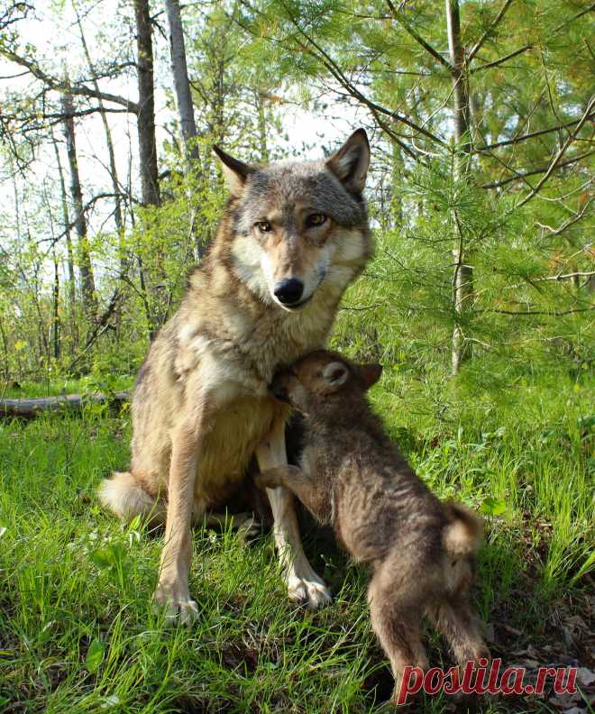 Grey wolf: Mom and Baby | Taken at Minnesota Wildlife Connec… | Flickr