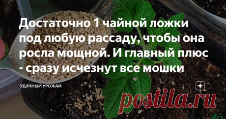 Достаточно 1 чайной ложки под любую рассаду, чтобы она росла мощной. И главный плюс - сразу исчезнут все мошки Добрый день, дорогие подписчики и гости канала! приветствую всех огородников! Очень часто рассаде нужны не только подкормки. На неё могут нападать вредители. Поэтому нужны обработки. Но можно совместить сразу две эти процедуры. Интересно, как это можно сделать? Приятного прочтения! Сегодня Вы узнаете, что позволит сразу и подкормить рассаду, и избавиться от вредит...