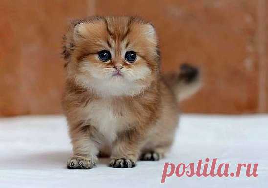 (3) Одноклассники