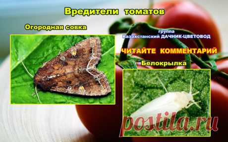 (44) Одноклассники