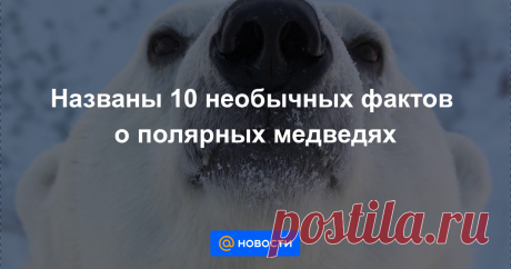 Названы 10 необычных фактов о полярных медведях в мире отмечают Международный день белого медведя. Этими величественными животными восхищаются многие, но не все знают о главных «секретах» царей Севера. В нашей статье — 10 ярких фактов о белых медведях.