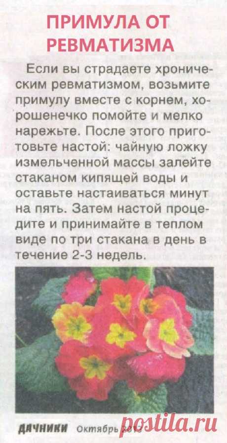 От ревматизма поможет примула