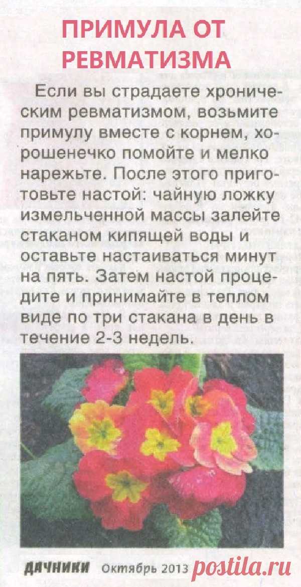 От ревматизма поможет примула