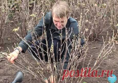 ВЕСЕННИЙ УХОД ЗА ЧЕРНОЙ СМОРОДИНОЙ

1. Замульчируйте почву под растениями, чтобы не только сохранить влагу, но и уничтожить такого опасного вредителя черной смородины, как крыжовниковая огневка.

Подходящие для этого материалы – торф, компост и песок, насыпьте их слоем 10–12 см. Можно застелить приствольный круг темной пленкой, мульчирующей бумагой, а в центр куста засыпать землю холмиком высотой 15–18 см.
Показать полностью…