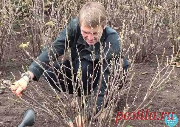 ВЕСЕННИЙ УХОД ЗА ЧЕРНОЙ СМОРОДИНОЙ

1. Замульчируйте почву под растениями, чтобы не только сохранить влагу, но и уничтожить такого опасного вредителя черной смородины, как крыжовниковая огневка.

Подходящие для этого материалы – торф, компост и песок, насыпьте их слоем 10–12 см. Можно застелить приствольный круг темной пленкой, мульчирующей бумагой, а в центр куста засыпать землю холмиком высотой 15–18 см.
Показать полностью…