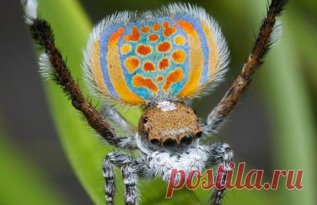 Новые виды животных, открытые в 2014 году