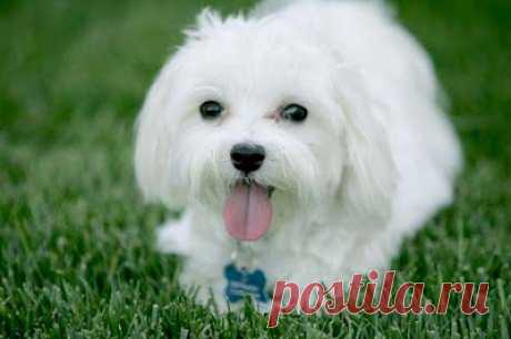 Cute&Cool Pets 4U: Фотографии милых белых щенков