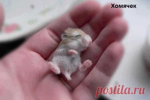 крохотуля...