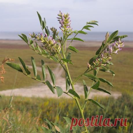 Целебные свойства солодки и её применение
Солодка – лакричник, лакрица, желтый корень (Glycyrrhiza). Солодковый корень (корневища и корни) содержит гликозиды, сахарозу, флавоноиды, эфирное масло, витамин С, жёлтый пигмент, минеральные соли, пектиновые вещества и др.

Из высушенных корней и побегов солодки готовят отхаркивающие средства (например, грудной эликсир). Корень солодки входит в состав мочегонного чая.

Из корня получают лечебный препарат ликвиритон, применяемый п...