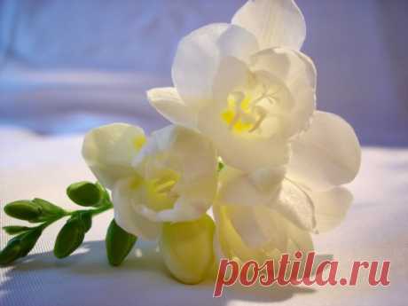 Цветы по знакам Зодиака