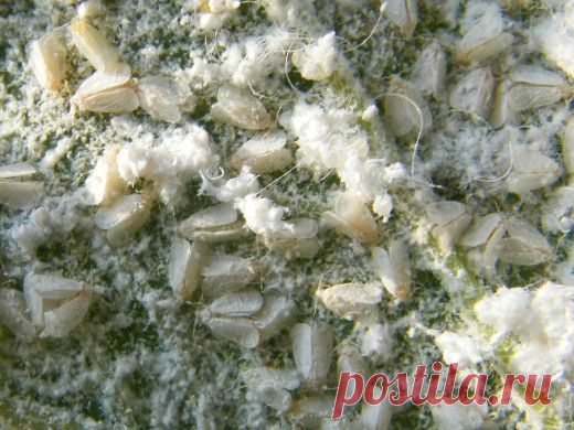 Вредители и болезни огурцов - Ботаничка.ru