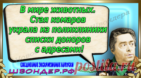 Новости от дядьки Швондера, классный анекдот, смешная фраза, веселая фенечка, каламбур, афоризмы, смех, забавные картинки, сложный юмор, непонятные анекдоты, цитаты из интернета, мэмчик, развлечение, Швондер говорит, Шариков, Собачье сердце, улыбка до ушей, веселый сайт, забава, смешарик, мем, потеха, картинка со смыслом, фарс, наколка, мемасик, шутка, юмор, анекдоты в картинках, юмор в картинках, свежие приколы, Швондер, смешная фишка, улыбка, интересное в сети, смех, швондер.рф, #швондер.рф