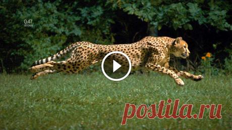 The World’s Fastest Runner