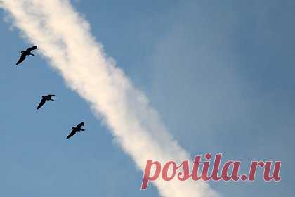 Американские ученые опровергли теории о мощном климатическом оружии США. Американские ученые опровергли теории заговора, в которых говорится о программе исследования ионосферы высокочастотным воздействием (HAARP) как о смертоносном оружии. На сайте Алянскинского университета в Фэрбенксе говорится, что радиоволны системы не оказывают влияния на погоду.