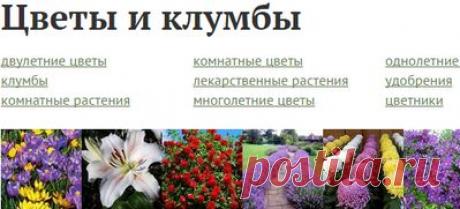 Все о цветах:клематис,
розы,хризантемы,лаванда и др.