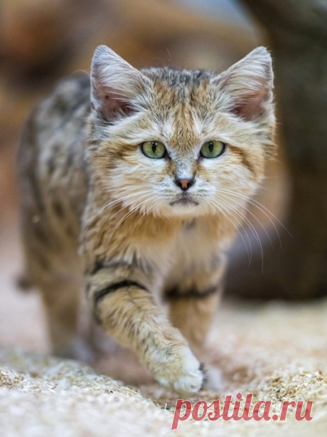 Барханный кот