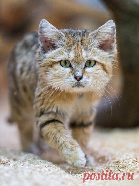 Барханный кот