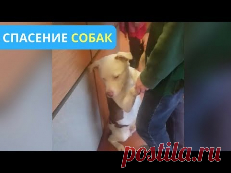 ПЕС ПОНЯЛ, ЧТО ЕГО ОСТАВЛЯЮТ В ПРИЮТЕ И ПОПЫТАЛСЯ ОСТАНОВИТЬ ЧЕЛОВЕКА. #СПАСЕНИЕСОБАК - YouTube