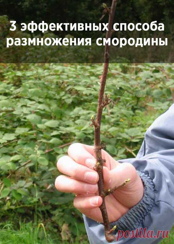 3 эффективных способа размножения смородины