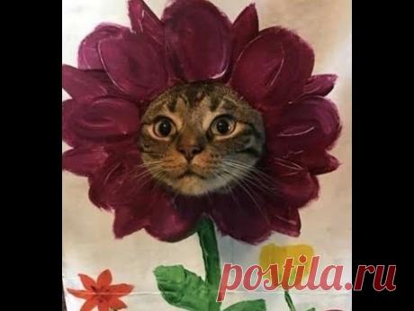 Феноменально смешные кошки! Подборка приколов с котами, кошками и котятами