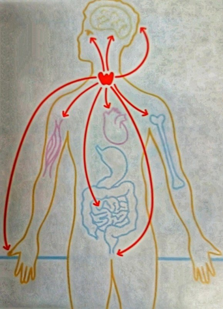 Какое обследование нужно при заболеваниях щитовидной железы | Страна Здоровья | Яндекс Дзен