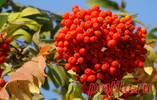 Можно ли есть рябину красную