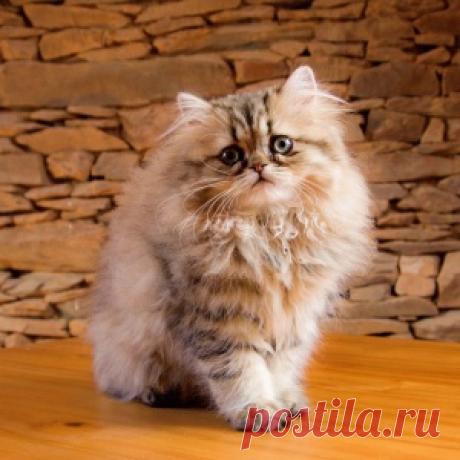 ВРЕДНЫЕ ПРИВЫЧКИ КОТОВ И ПУТИ ИЗБАВЛЕНИЯ ОТ НИХ
