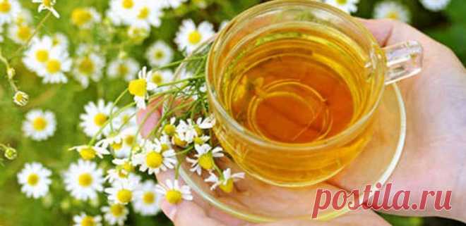 Ученые: Ромашковый чай укрепляет женское здоровье