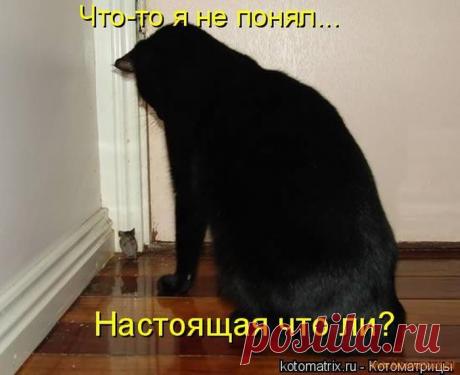 Уфф!!! Ну наконец-то! Котоматрицы великолепные, каждая с улыбкой и хорошим настроением!