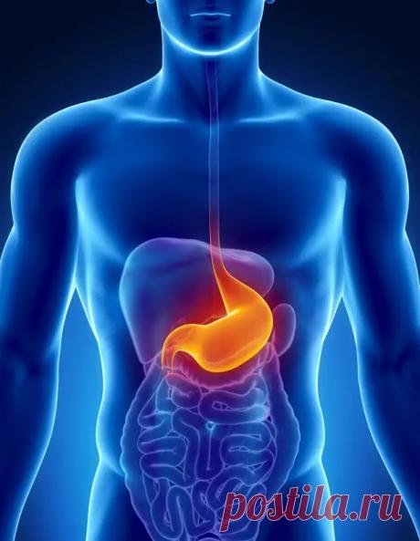(48) 20 любопытных коротких фактов о пищеварении, которые важно знать - ПолонСил.ру - социальная сеть здоровья - 7 февраля - 43825532978 - Медиаплатформа МирТесен