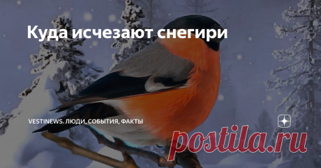 Куда исчезают снегири В Советском Союзе эту птичку знали буквально все. Помнится в детстве на учебниках, марках и книгах красовались снегири.
Каждая зима и новогодние праздники также часто заставляли нас обращаться к созерцанию этих птиц. Также было много картин  посвящённых  снегирю.
Красногрудые красавцы со временем стали буквально исчезать  с городских улиц.
Их стало гораздо меньше в парках и скверах наших улиц,