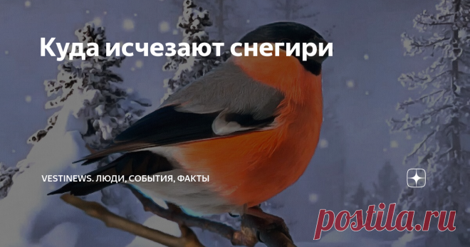 Куда исчезают снегири В Советском Союзе эту птичку знали буквально все. Помнится в детстве на учебниках, марках и книгах красовались снегири.
Каждая зима и новогодние праздники также часто заставляли нас обращаться к созерцанию этих птиц. Также было много картин  посвящённых  снегирю.
Красногрудые красавцы со временем стали буквально исчезать  с городских улиц.
Их стало гораздо меньше в парках и скверах наших улиц,