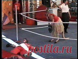 Видео в рубрике: "Наши домашние животные"