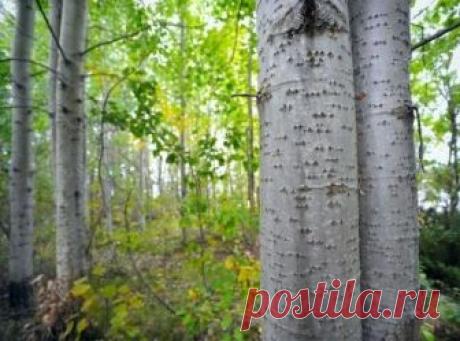 Кора осины при сахарном диабете