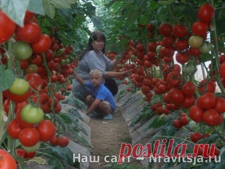 Волшебный бальзам для роста помидоров - ПАЛЬЧИКИ ОБЛИЖЕШЬ. Вкуснотища необыкновенная