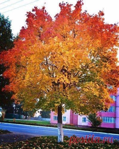 Все поры года радуют нас по-разному, осень радует грибами, шуршанием листьев, проливным дождем. Зима - радует магией рождества, запахом мандарин, пузырьками игристого шампанского, скрипением снега. Весна - сержками лесного ореха, первыми подснежниками, первоцветами, свежей зеленью. Лето - жарой, мороженым, холодным лимонадом и квасом, отпуском, загаром, морем или просто отдыхом. А чем радует каждая пора года вас ?