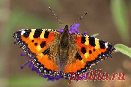 Крапивница (#Aglais_urticae). Одна из самых известных рыжих нимфалид, в простонародье именуемых «шоколадницами». Сравнительно мелкий массовый вид, хорошо отличается чередованием контрастных жёлтых и чёрных пятен у верхнего края передних крыльев.