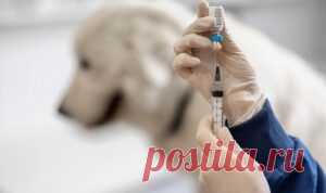 Вакцинация собак: почему это важно и ключевые аспекты - Все о кошках и собаках Вакцинация помогает предотвратить распространение многих опасных болезней, которые могут поразить собак.