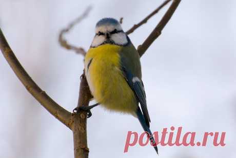 Автор: Виктор Терещенко

Обыкновенная лазоревка
Ржевский лесопарк. Всеволожский район Ленинградской области, декабрь 2017