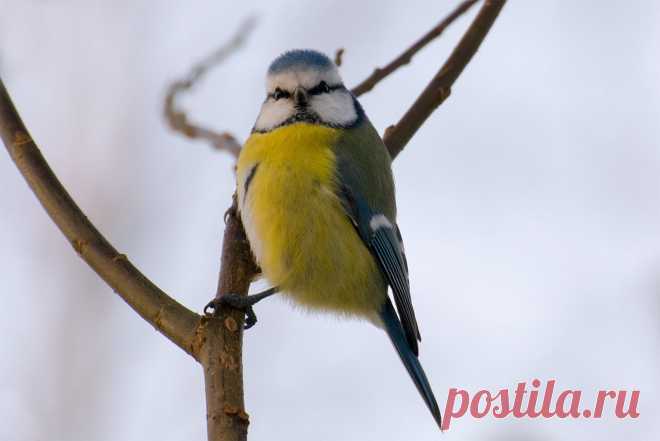 Автор: Виктор Терещенко

Обыкновенная лазоревка
Ржевский лесопарк. Всеволожский район Ленинградской области, декабрь 2017