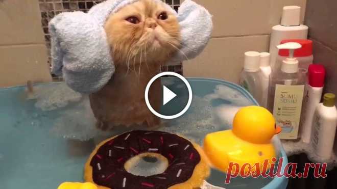 Cat Takes a Bath