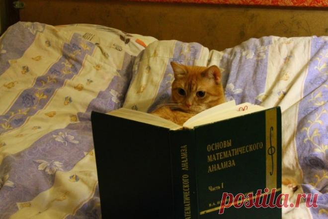 Легкомысленные цитаты о жизни